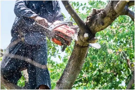 tree services Cayey